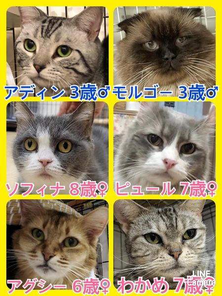 🐾今日の里親様募集中ニャンコ🐱メンバーです🐾2022,7,4【保護犬カフェ天神橋店】